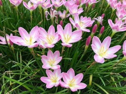  「便宜」这几种花便宜好养，每次开花一大片，长出花海太美了