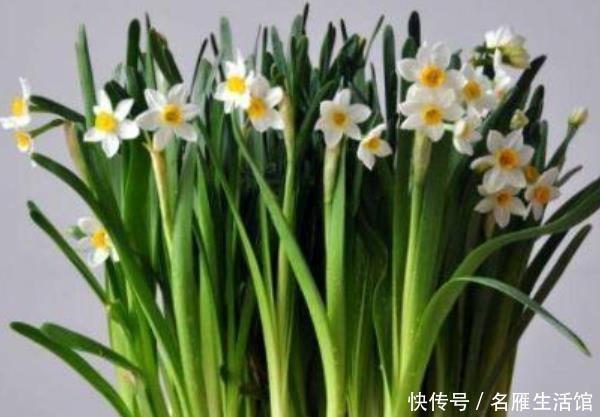  「家里」这些花草家里摆一盆，高雅大气上档次，个个都是“吉祥”花！