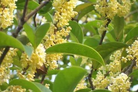  「铜钱草」这三种花最喜欢水了，遇水即活，养起来真是好看又好活
