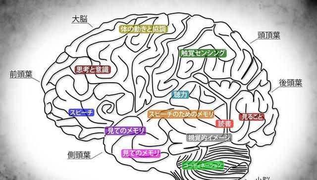  『轻松』想要培养聪明娃，抓住儿童大脑发育“早窗期”！家长教育更轻松