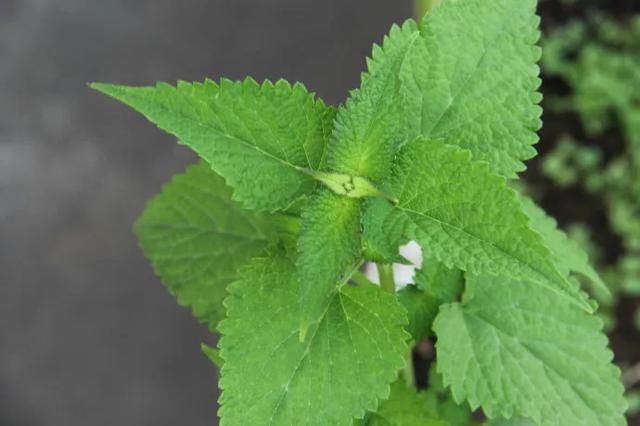 #提神醒脑#驱蚊 | 18种除虫香草，杀菌驱蚊虫，叶子还能炒菜吃