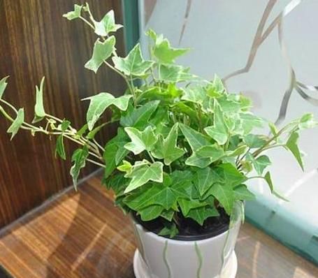 『卫生』有“3种”植物吸油烟,厨房养1盆,不仅长得旺盛,环境还更卫生!