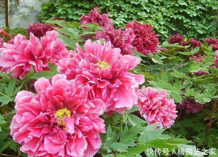 『富贵』一种花,雍容大气显富贵,一般人不会养,你会吗?