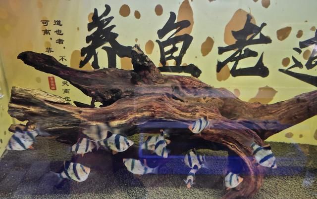  「鱼缸」接近一个月没有换水也没有加水的鱼缸，观赏鱼会出现哪些问题？