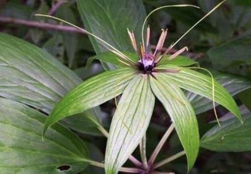  七叶：阴凉的竹林里，有1种“七叶莲”珍贵，植株值钱，堪比“金线莲”