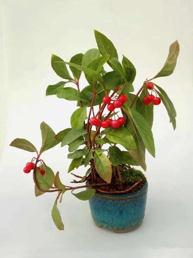  #果铺#紫金牛红果果铺满地