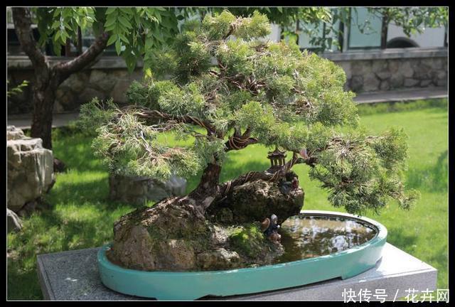 什么盆景最火？莫过于山水盆景，这3种形式最具观赏性！