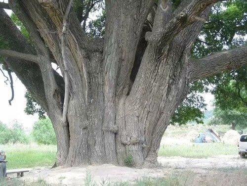 中国最著名的10棵古树名木