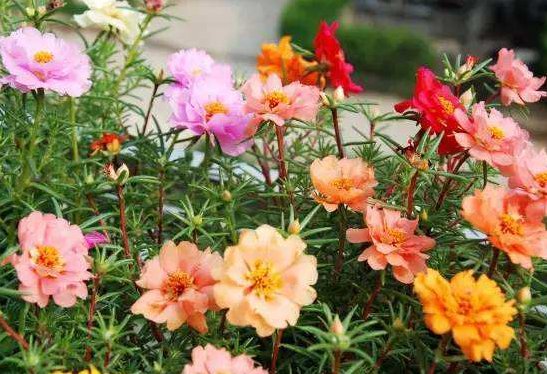  『轻松』家养这几款植物，可贱养不矫情，全年循环开花，轻松打造小花园