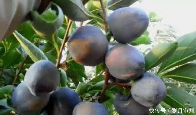  新品种@没见过的新品种，亩产8000斤，一斤30元，网友：看着下不