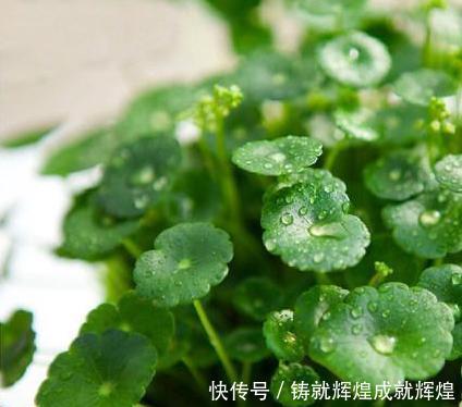  土里■这些根本不用打理的绿植，随意往土里一丢即可长出花园，你养过吗！