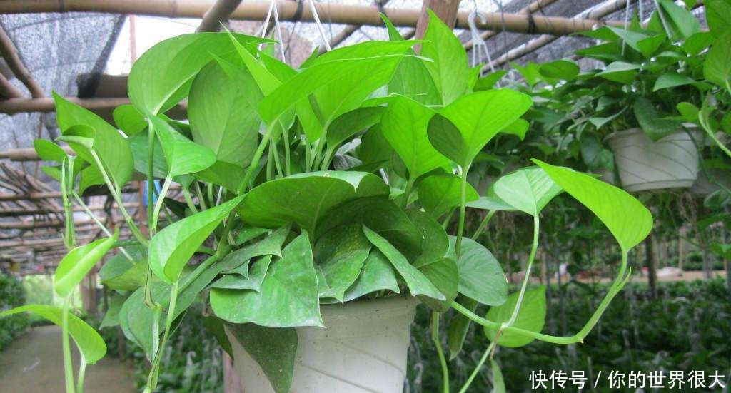 绿萝■想要养好吊兰绿萝,四个养植方法要记住