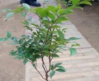  『培育』嘉宝果用种育苗，育苗多久，移植到盆里较好
