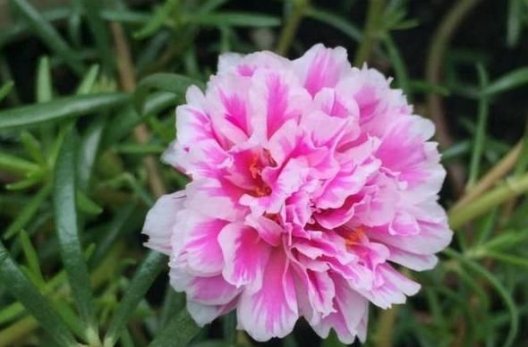 「植物」有一年四季都开的花吗?
