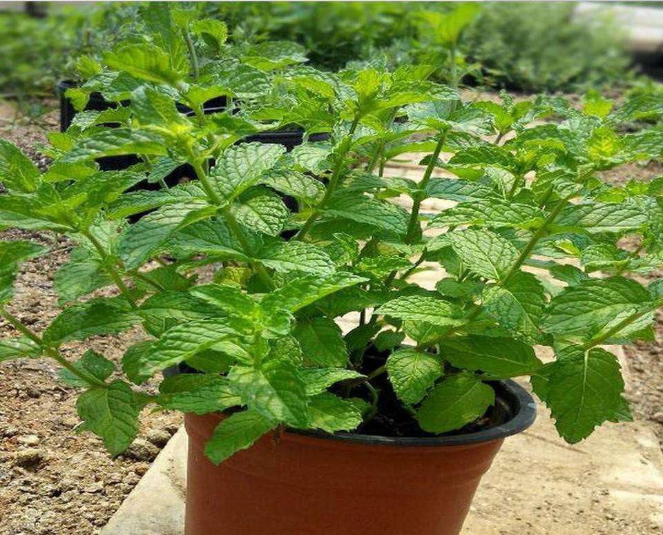  以通过蒸腾|夏天太热，养它们试试，给家里降温还美观！