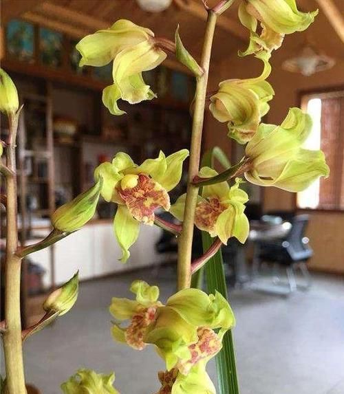  #花香#此兰花量极多，一杆数十朵花，花香浓郁，花色金黄，好看又便宜