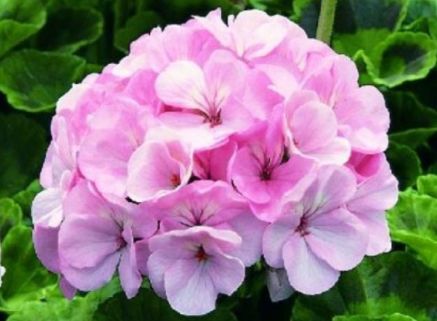  #阳光充足#喜欢玫瑰花，不如养盆“珍稀玫瑰”可爱多，粉艳似美人，绚丽典雅