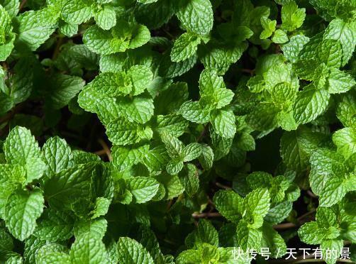  「随便」随便掐个枝就活的4种花，天热不影响生根，一不小心“撑”破盆
