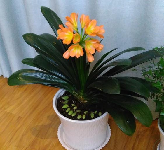  [常见]花市常见的7种花，买回家总是养不活，就是因为不会浇水！