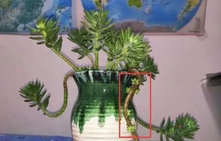  『千佛手的叶』多肉植物千佛手爆侧芽方法技巧