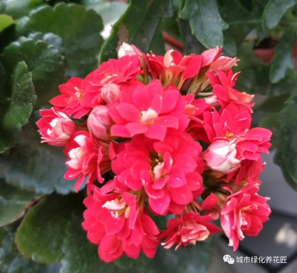  花养|阳台环境太闷热，怎么把带花苞的长寿花养开花爆盆？分享2个妙招