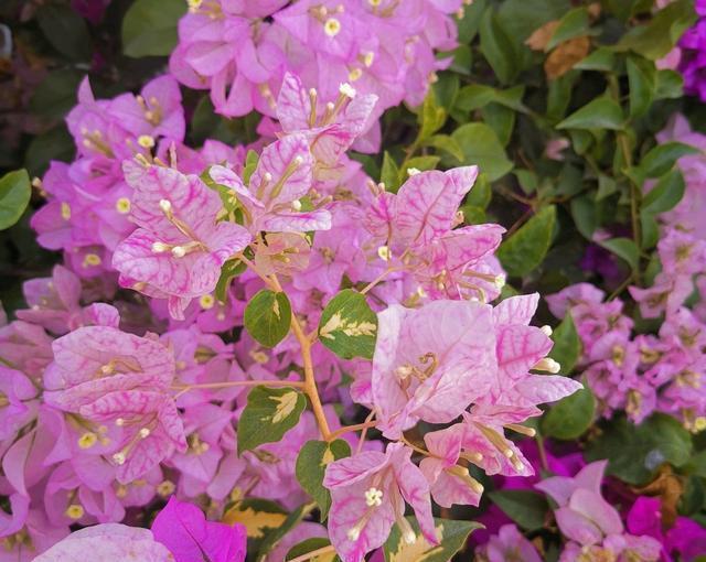  了快@开春了快给三角梅，茉莉花浇一种水，不伤流，早发芽早开花