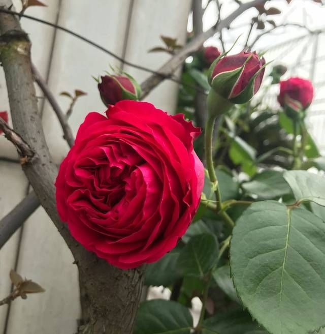 『红龙』红龙月季花苞总是有黑斑就是不绽放是怎么回事3个原因不能忽视