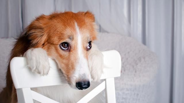 「泰迪」泰迪冬季尿频怎么办