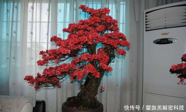 #花芽分化期#映山红盆景养护8要点,领悟透了,盆景造型美,开花爆盆不见叶