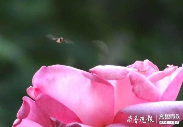  『月季』多姿多彩的花中皇后——月季