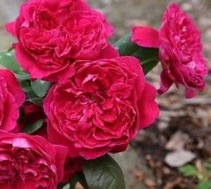 『妖娆』此花花色红红火火,开花量多,花朵硕大,养护在庭院妖娆多姿