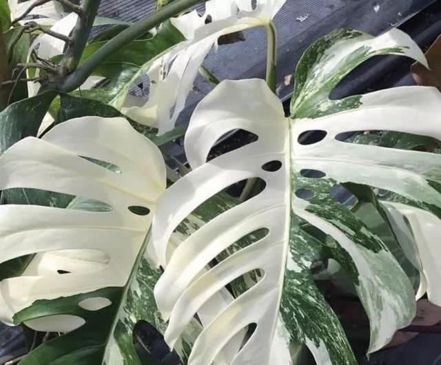 『观叶』常见的观叶植物,大叶子的室内净化绿植、天南星科