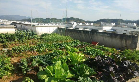 「够吃」阳台就是大菜园,这6种蔬菜都能种,一年不用买菜,全家都够吃