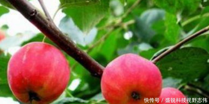  种植|农村创业，种植、养殖、环保三大常规行业，你会选哪种种植