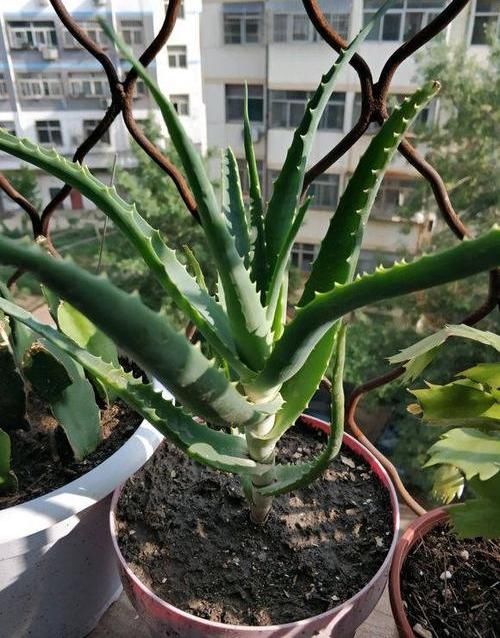 【干燥】养盆“木立芦荟”，脚底皲裂，手背干燥，叶子擦一擦，溜光水滑