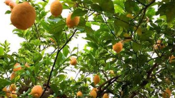  「盆栽」盆栽柠檬这样种,一棵就能长爆盆,年年开花结果,果实累累