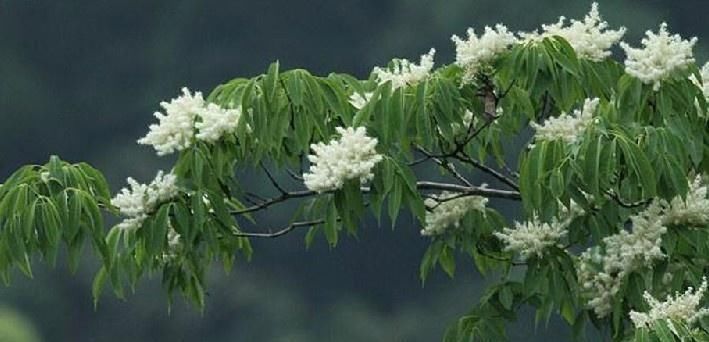  『长椭圆』五叶泡，生于抵海拔至中海拔灌木林中。