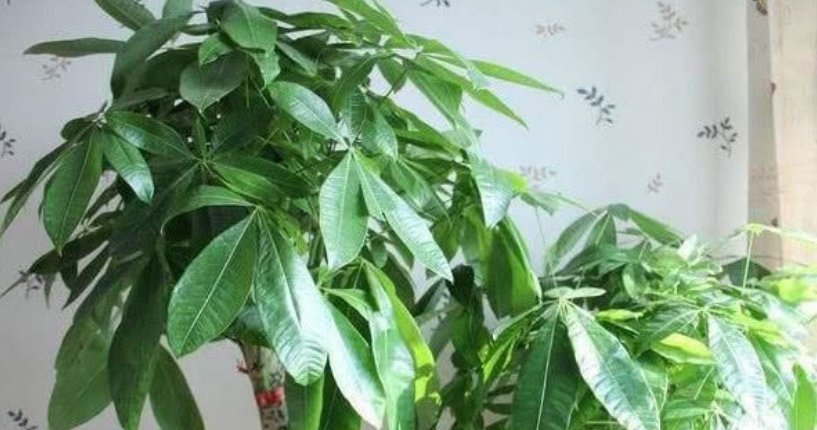  「漂亮」4种花超级好养,花朵漂亮,花期长,越不浇水越爆盆,懒人必养