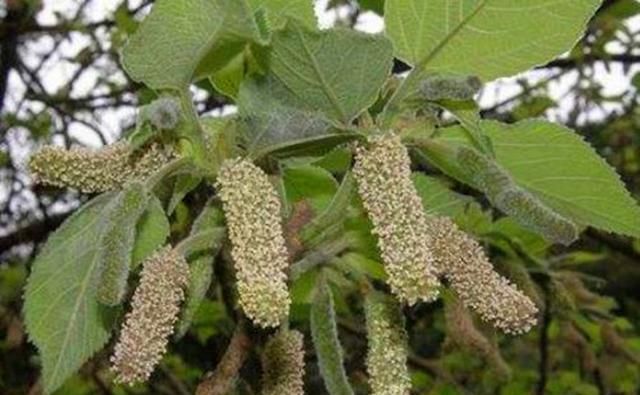  【砍伐】乡下一种野树随处可见，老农们看到就砍伐，却不知它浑