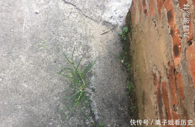 巴西把亚马逊雨林全部烧毁，可以种植多少大豆，后果有多严重