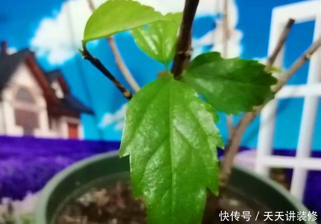  『复苏』“朱槿牡丹”扶桑花，春天复苏后做好5件事，花期长达半年