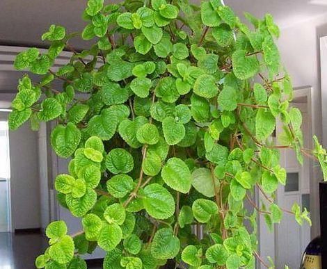  「全家」这花号称“二手烟克星”，家里养一盆，全家都健康！