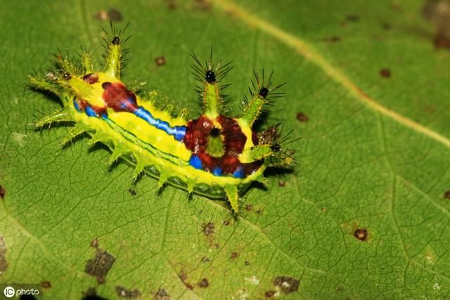 在农村被“洋辣子”蛰了怎么办？老农：不要着急，解药就在它身上