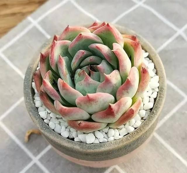 #属多肉植物#适合女生的8种“治愈系”多肉,家里养一盆,天天有好心情