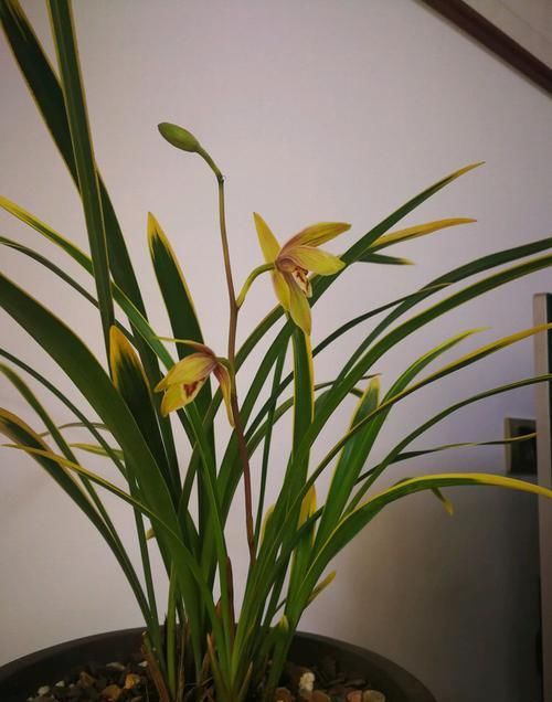  家里■家里养这几款花朵，新芽冒不停，花蕾多到爆满枝，花开飘香