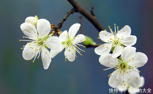 呼呼|天冷梅花扦插错不了,扦插方法有“妙招”,套上塑料袋呼呼长白根