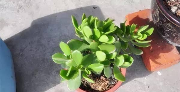  【搜罗】史上最全“懒人植物”大搜罗，看看哪盆才是你的心头好