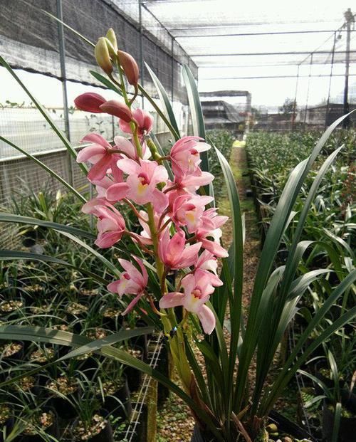 『浪漫宝贝』新手养花推荐,此四款花朵超好养,开花绚丽,枝繁叶茂开花香喷喷