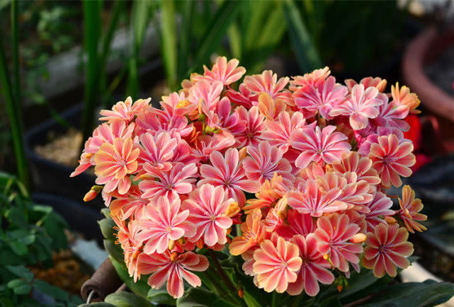 『低矮』欧美很流行的盆栽花,植株低矮花期长,花叶俱美,还很好养!