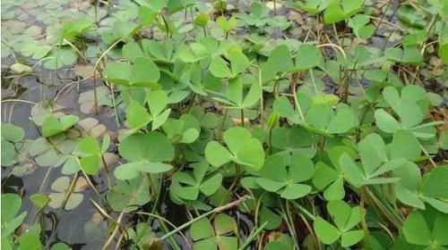 『植物』“它”与田字草同生一处,却有不同命运,一个做绿化,一个是杂草